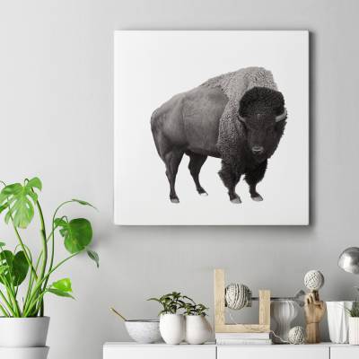 قاب کنواس مربع buffalo