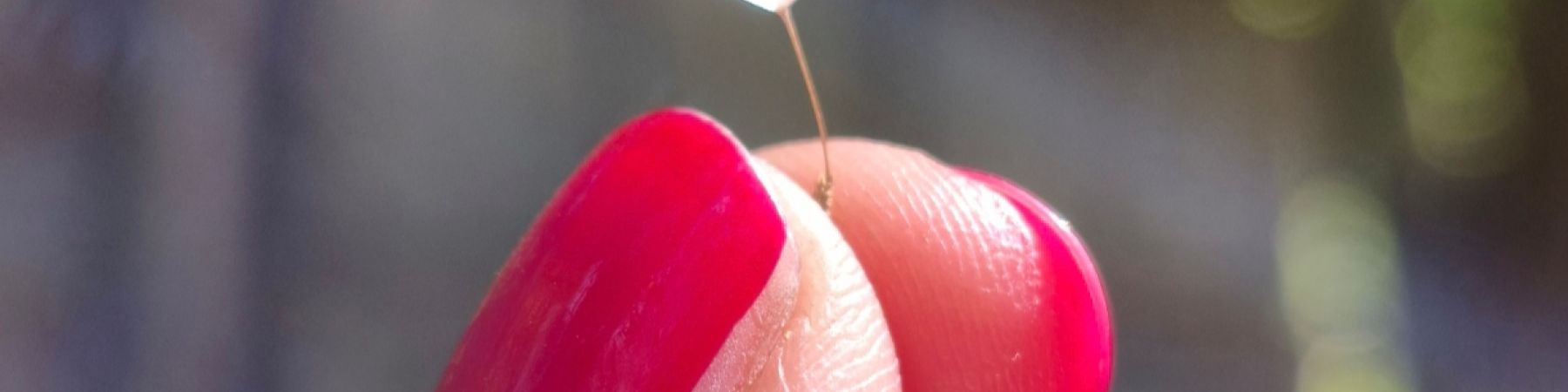 خرید محصولات از فاتارانتینو