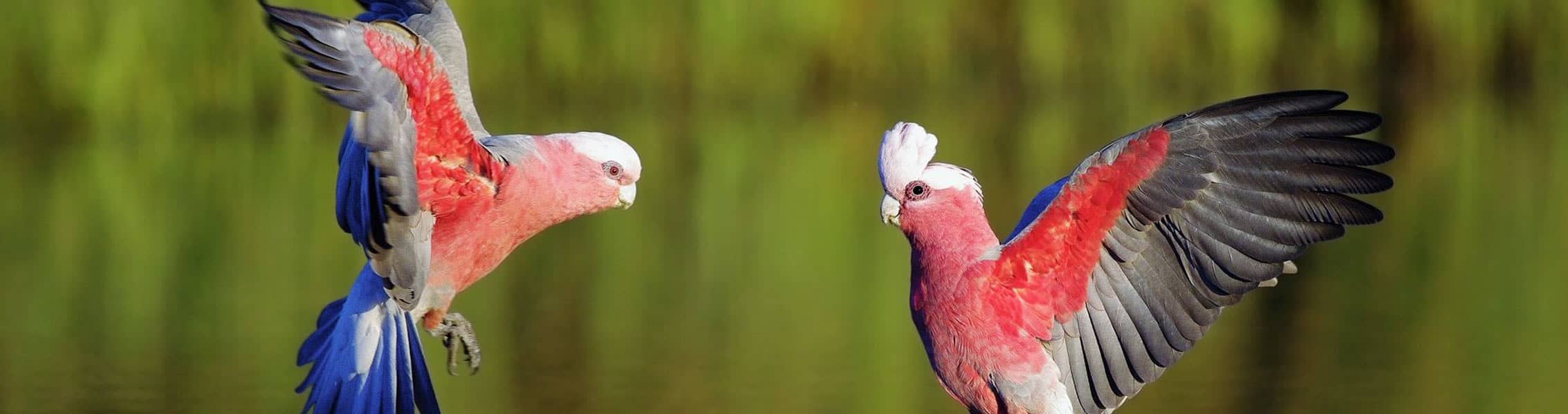 خرید محصولات پرنده (Bird)