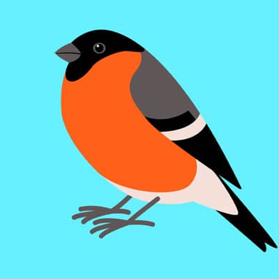 پرنده (Bird)