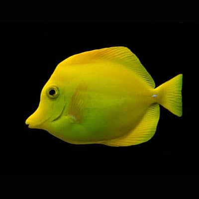 ماهی (Fish)