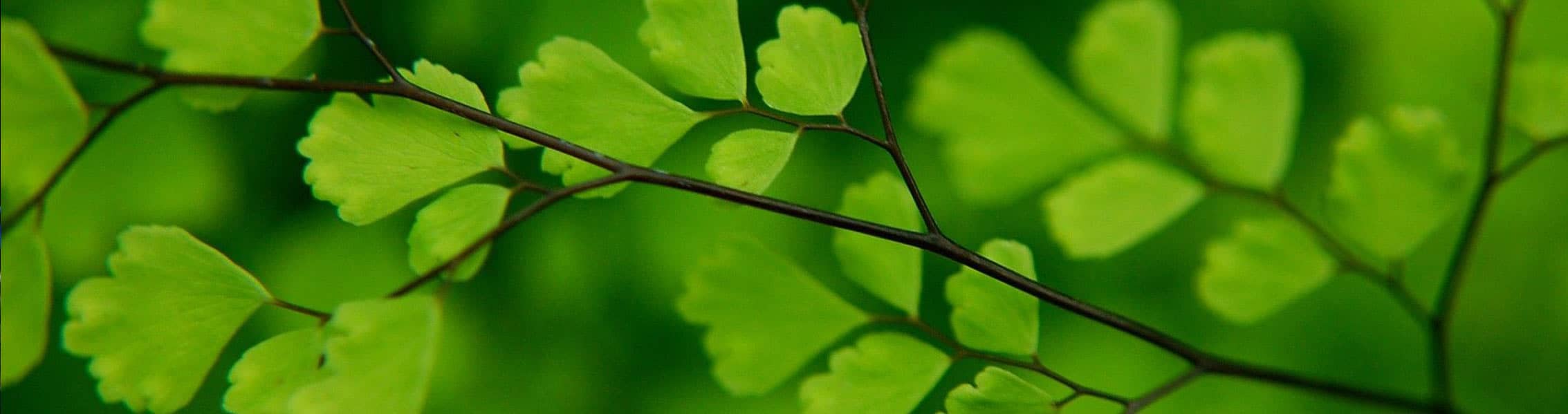 خرید محصولات برگ و درخت (Leaf and Tree)