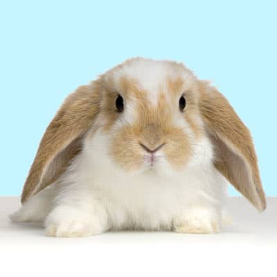 خرگوش (Bunny)