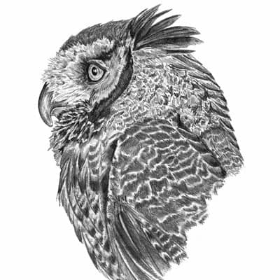 جغد (Owl)