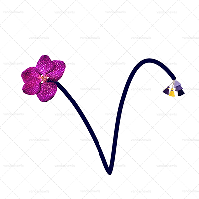 Vanda Art